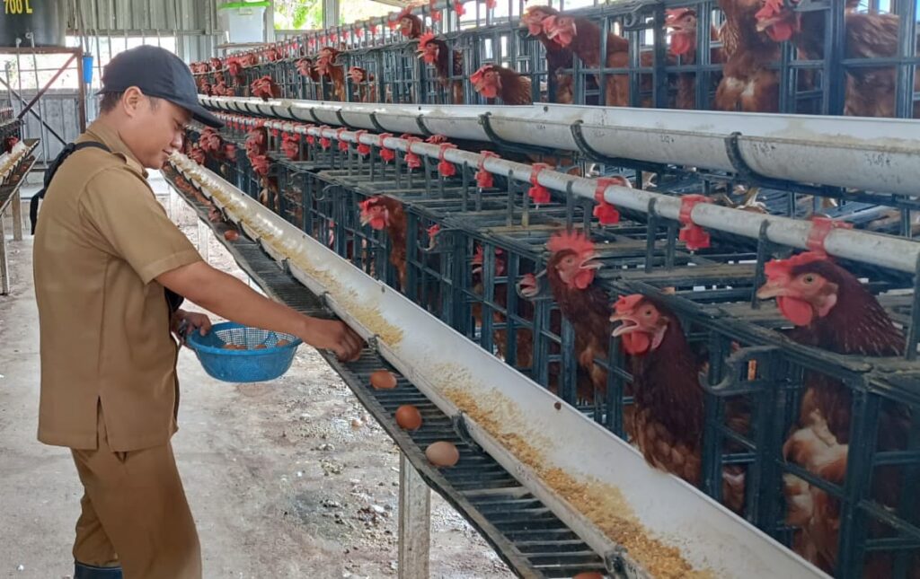 Ketahanan Pangan, Desa Banjarsari Manyar Sukses Budidaya Ayam Petelur