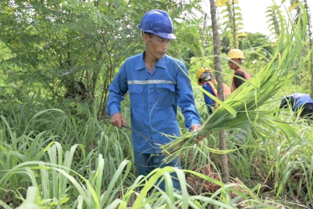 Budidaya Serai Wangi di Lahan Pasca Tambang, Cara SIG Bangun Ekosistem Keberlanjutan