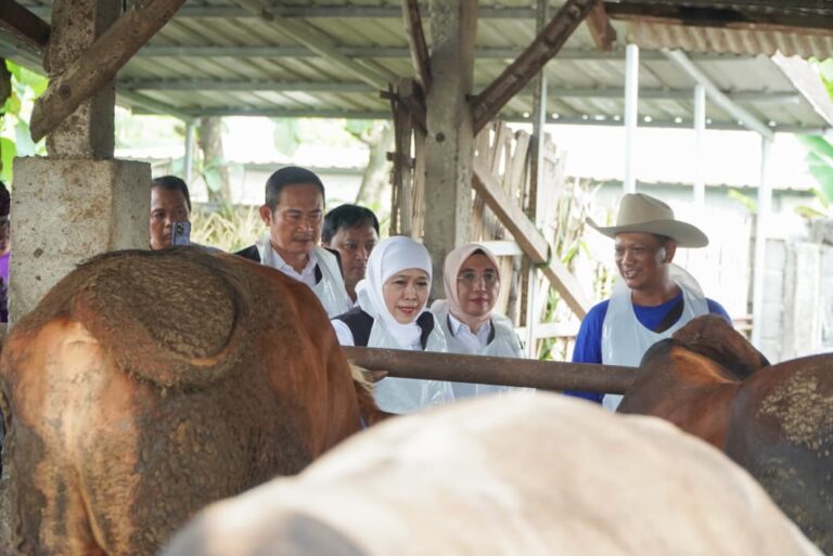 Ketersediaan Sapi di Lamongan Masih Jadi Salah Satu yang Terbesar di Jawa Timur