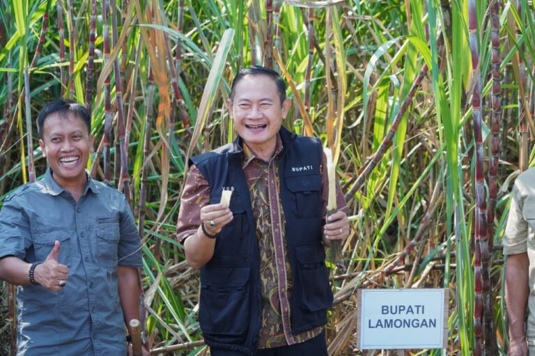 Kabupaten Lamongan Dijatah 1.385 Hektare Lahan Program Bongkar Ratoon Untuk Tahun Ini